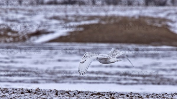 Snowy Owl in Flight in Canada winter