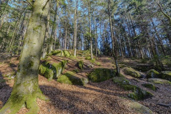 Forest landscape with moss-covered stones and tall trees under a blue sky, Höllbachtal, Upper Palatinate