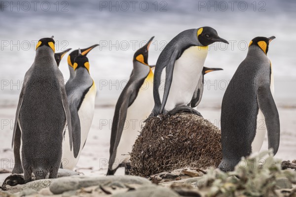 King penguins (Aptenodytes patagonicus), on the beach, Volunteer Point, Falkland Islands, Great Britain, South Atlantic