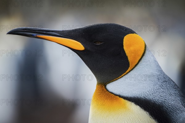 King penguin (Aptenodytes patagonicus), in a colony, Volunteer Point, Falkland Islands, Great Britain, South Atlantic