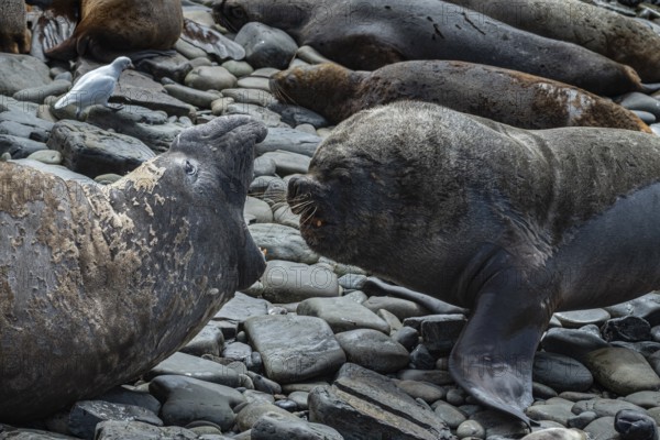 Male Southern elephant seal (Mirounga leonina) and male maned seal, also known as sea lion (Otaria flavescens), threatening each other, Bleaker Island, Falkland Islands, Great Britain, South Atlantic Ocean