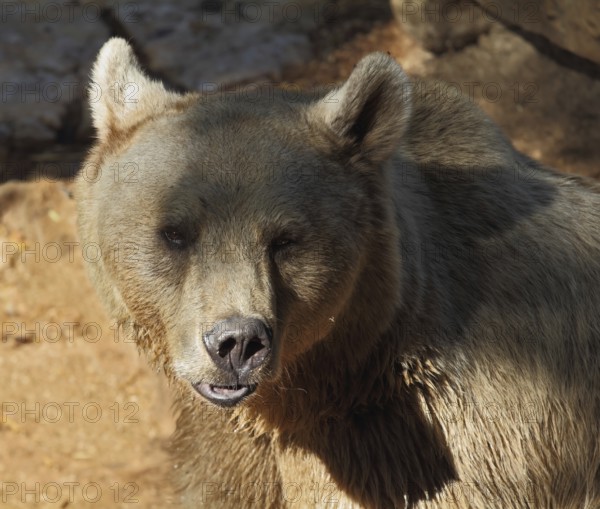 Big Bear posing for visitors in the park - safari in Tel Aviv