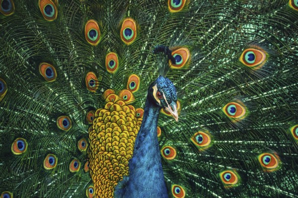 Portrait Of The Peacock During Courtship Display