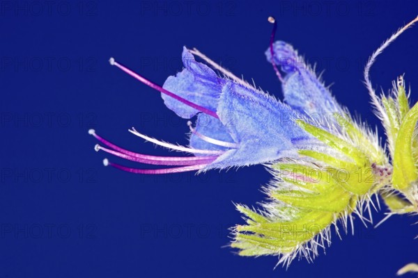 Echium vulgare, Viper's Bugloss, Viper's Bugloss