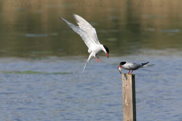 Common Tern, Sterna hirundo, Common tern