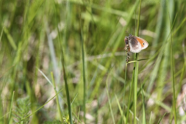 Coenonympha pamphilus, Small Heath, Small heath