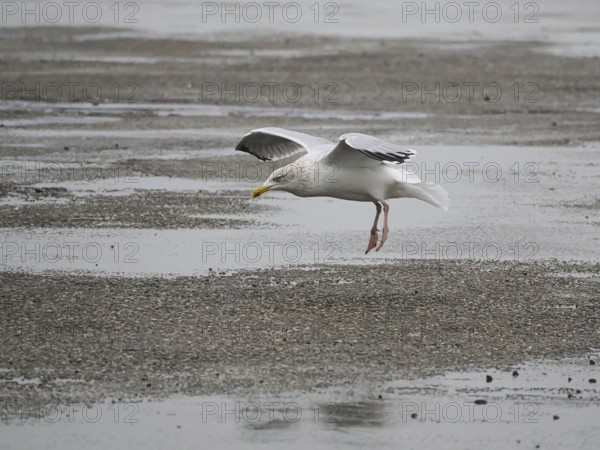 Seagull (Larinae) landing, Brouwersdam, province of South Holland, Netherlands