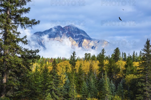 The evergreen forests, yellowed shrubs and distant mountains. Warm autumn day in Jasper Park, Canadian Rockies
