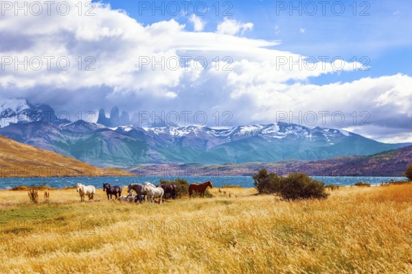 The mountain range is covered with eternal snow. The Torres del Paine park in Chile. Herd of wild horses graze on the yellow grass. Lagoon Azul is mountain lake near three rocks - torres