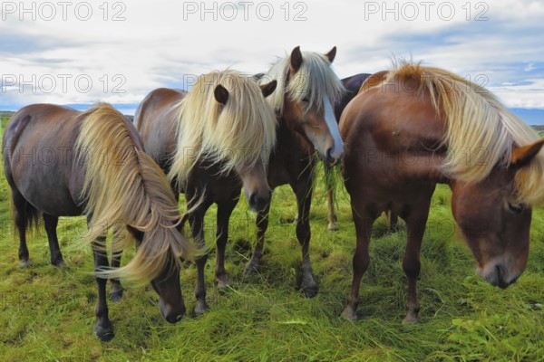 Four Icelandic horses on the shore of the fjord. Beautiful horse light gray suit with white manes on free ranging