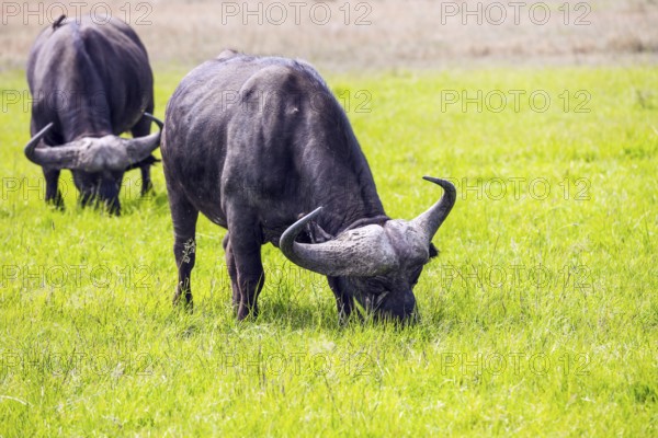 Gorgeous African buffalo graze in the tall grass of the savannah. The trip to the African savannah. Safari in Masai Mara National Park, Kenya. Ecological, active and phototourism concept