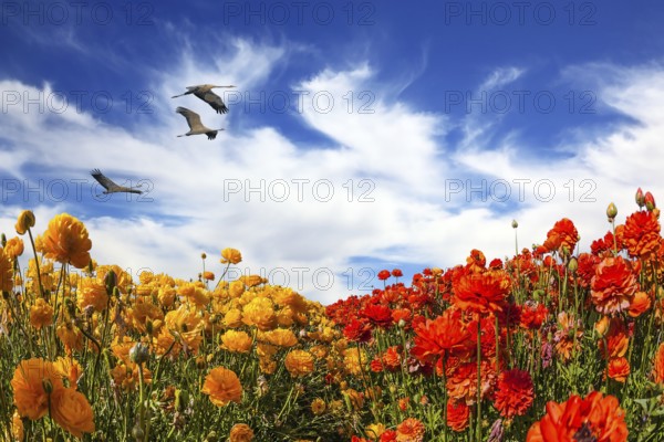 Three large birds flying high in the clouds. The concept of eco-tourism and recreation. The southern sun illuminates the flower fields of red buttercups