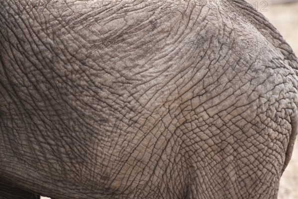 Detail of elephant skin as texture and grey background