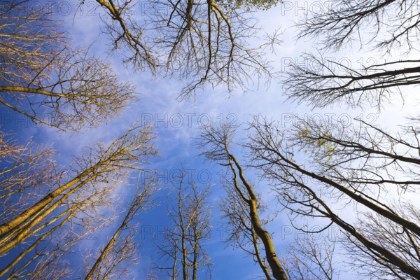 Sky view through the trees of a forest in autumn. Looking up at the trees. Low angle view on the canopy of a forest