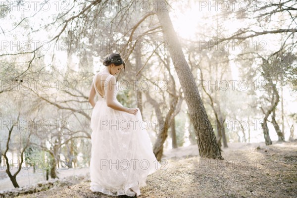 The bride walks among the beautiful trees in the olive grove, back view .