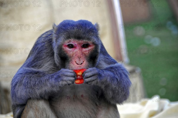 Near Agra, Uttar Pradesh, India, Asia, Monkey holding a red fruit in his hands and eating, Rajasthan, North India