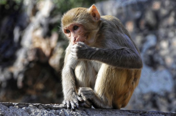 Rhesus monkey (Macaca mulatta) in the Galta Gorge, A pensive monkey sits on a stone and appears calm and composed, Rajasthan, North India, India