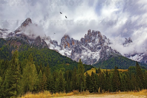 Autumn trip to the Italian Alps. Italy. The famous picturesque pass in the Dolomites - Passo Rolle. Pair of eagles soars over the forest. Road in evergreen mountain forests