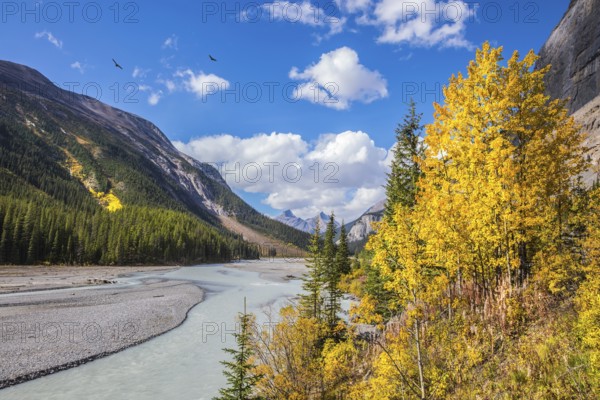 The Rocky Mountains. The picturesque valley in Jasper National Park. Autumn reduction of water in the river