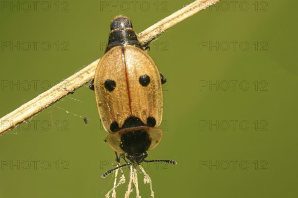 Four-spotted caterpillar moth (Dendroxena quadrimaculata)