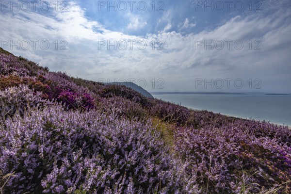 Purple flowering heather with heather (Erica) on the coast with mountains in the background on the edge of Snowdonia National Park, Penmaenmawr, Dwygyfylchi, Caernarfonshire, Conwy County Borough, Wales, United Kingdom
