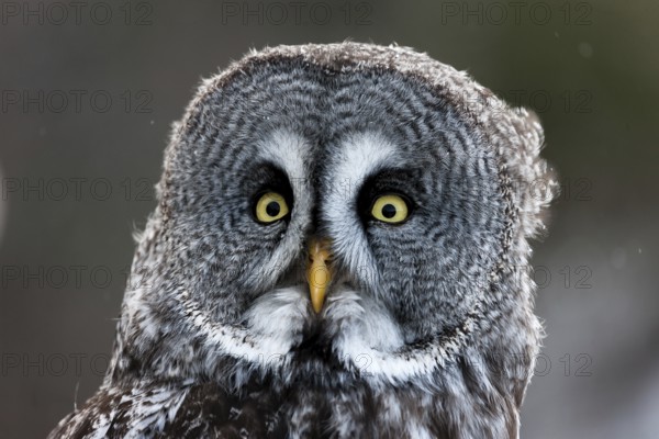 A captive great grey owl (Strix nebulosa) sits on a perch at a bird of prey sanctuary during winter