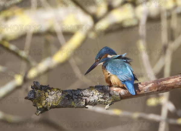 A Common Kingfisher (alcedo atthis) in the Reed, Heilbronn, Germany