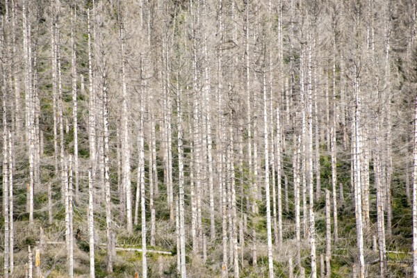 Dead trees in a pine forest due to global warming