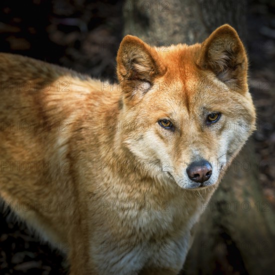 Australian dingo, Northern Territory, Australia