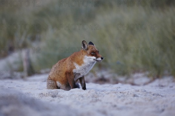 Red fox, Vulpes vulpes, on Darßer Weststrand, Western Pomerania Lagoon National Park, Mecklenburg-Western Pomerania, Germany
