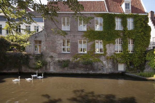 Swans swimming in the channel in Bruges, Belgium