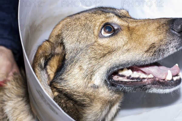 Portrait of a brown dog wearing an Elizabethan collar to protect it from a surgical operation