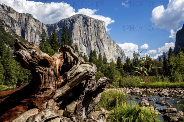 World famous rock climbing wall of El Capitan, Yosemite national park, California, usa