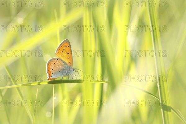 Butterfly on a spring meadow in the sunshine