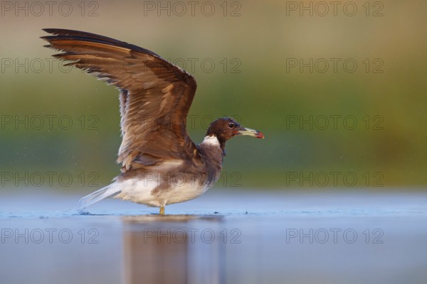 Hemprich's Gull, (Ichthyaetus hemprichii), (Larus hemprichii), Fish Eagle Gull Salalah, Raysut, Dhofar, Oman