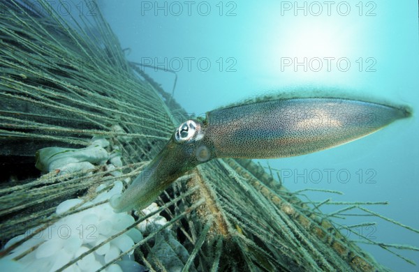 Southern reef squid laying eggs, Sepiotheuthis australis, Malaysia, Pacific, Borneo, Mabul