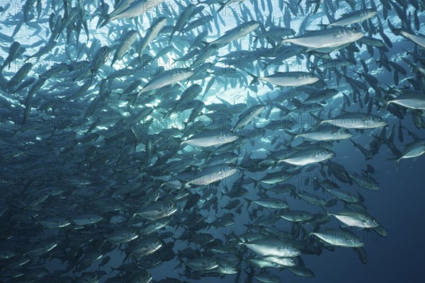 Shoal of bigeye jackfish, Caranx sexfasciatus, Tulamben, Bali, Indonesia