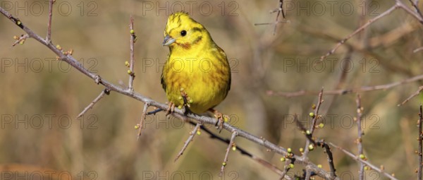 Yellowhammer, (Emberiza citrinella), perch, tree, twig, songbird, bunting family, Nahe valley, Rhineland-Palatinate, Federal Republic of Germany