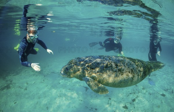 Round-tailed manatee and snorkeller, Trichechus manatus latirostris, USA, Florida, FL, Crystal River