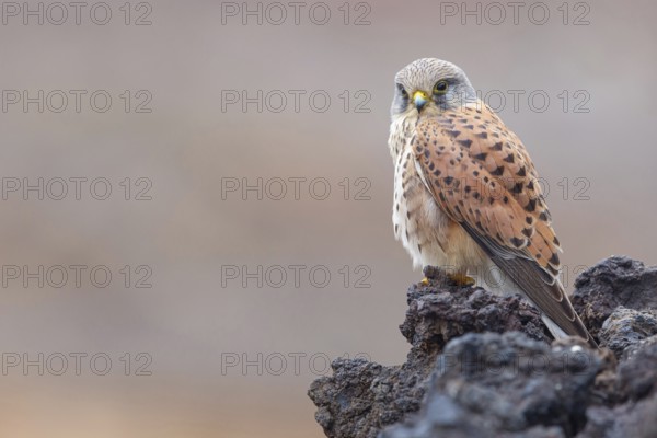 Kestrel, (Falco tinnunculus), perches on rocks, Canary Islands, animals, birds, falcons, foraging, lava rocks, Lanzarote, Canary Islands, Spain