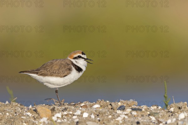 Animals, birds, plover, Kentish plover, (Charadrius alexandrinus), biotope, habitat, foraging, Lesbos, Greece