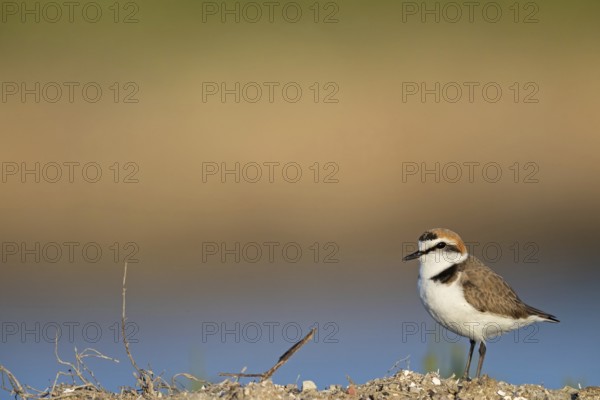 Animals, birds, plover, Kentish plover, (Charadrius alexandrinus), biotope, habitat, foraging, Lesbos, Greece