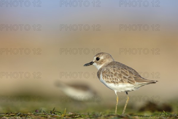 Desert plover, (Charadrius leschenaultii), animals, birds, biotope, habitat, foraging, Middle East, wader, plover family, Barr Al Hikman, Shannah, Ash Sharqiyah South, Oman