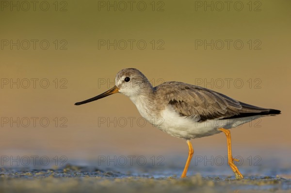 Terek sandpiper, (Xenus cinereus), animal, animals, bird, birds, snipe family, snipe, biotope, habitat, foraging Salalah, Raysut, Sohar, Oman