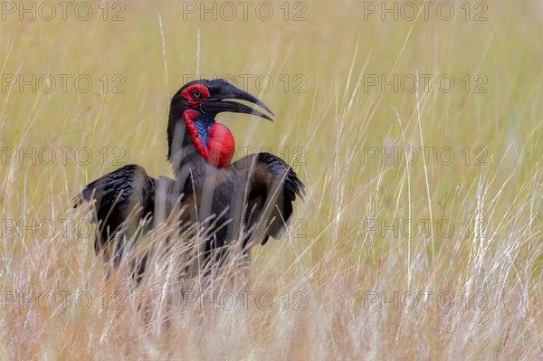 Blue-faced Hornbill, Hornbill, Raven, (Bucorvus abyssinicus) from Maasai Mara, Kenya