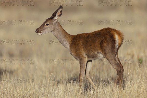 Red deer, (Cervus elaphus), young animal, animals, mammals, young animal, El Millaron Deer Safari, Salorino, Extremadura Caceres, Spain