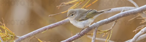 Balkan Warbler, Eastern Mountain Warbler, (Phylloscopus orientalis), songbird, leaf warbler family, Israel