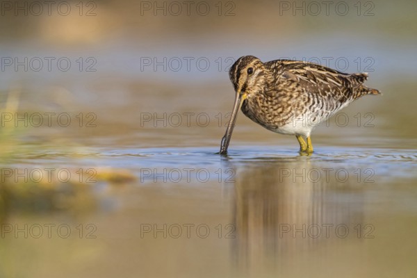 Snipe, (Gallinago gallinago), animals, birds, snipe, biotope, habitat, foraging, Raysut, Salalah, Sohar, Oman