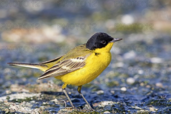 Yellow wagtail, (Motacilla flava feldegg), Motacilla feldegg, Animals, Birds, Middle East, Israel