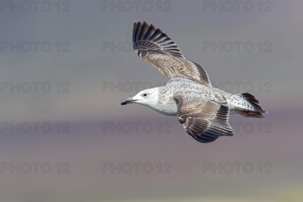 Herring gull, (Ichthyaetus ichthyaetus) Syn: (Larus ichthyaetus), Animals, Birds, Gulls, Seagull, Aerial view, Israel
